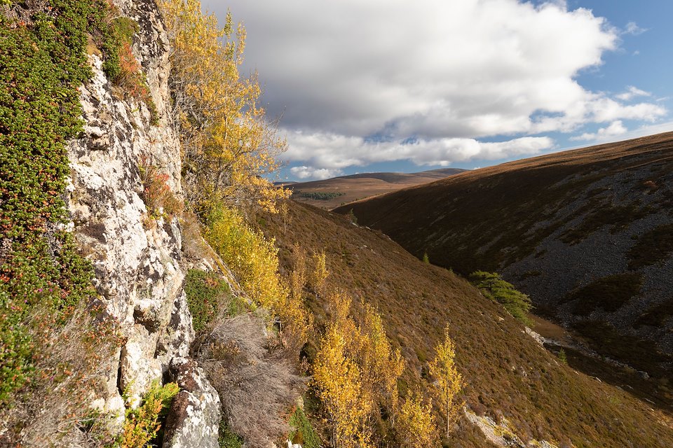 Aspen, Populus tremula, stand and suckers in autumn growing on a steep inaccessible rock face out of reach from browsers, Mar Lodge Estate, Braemar, Scotland