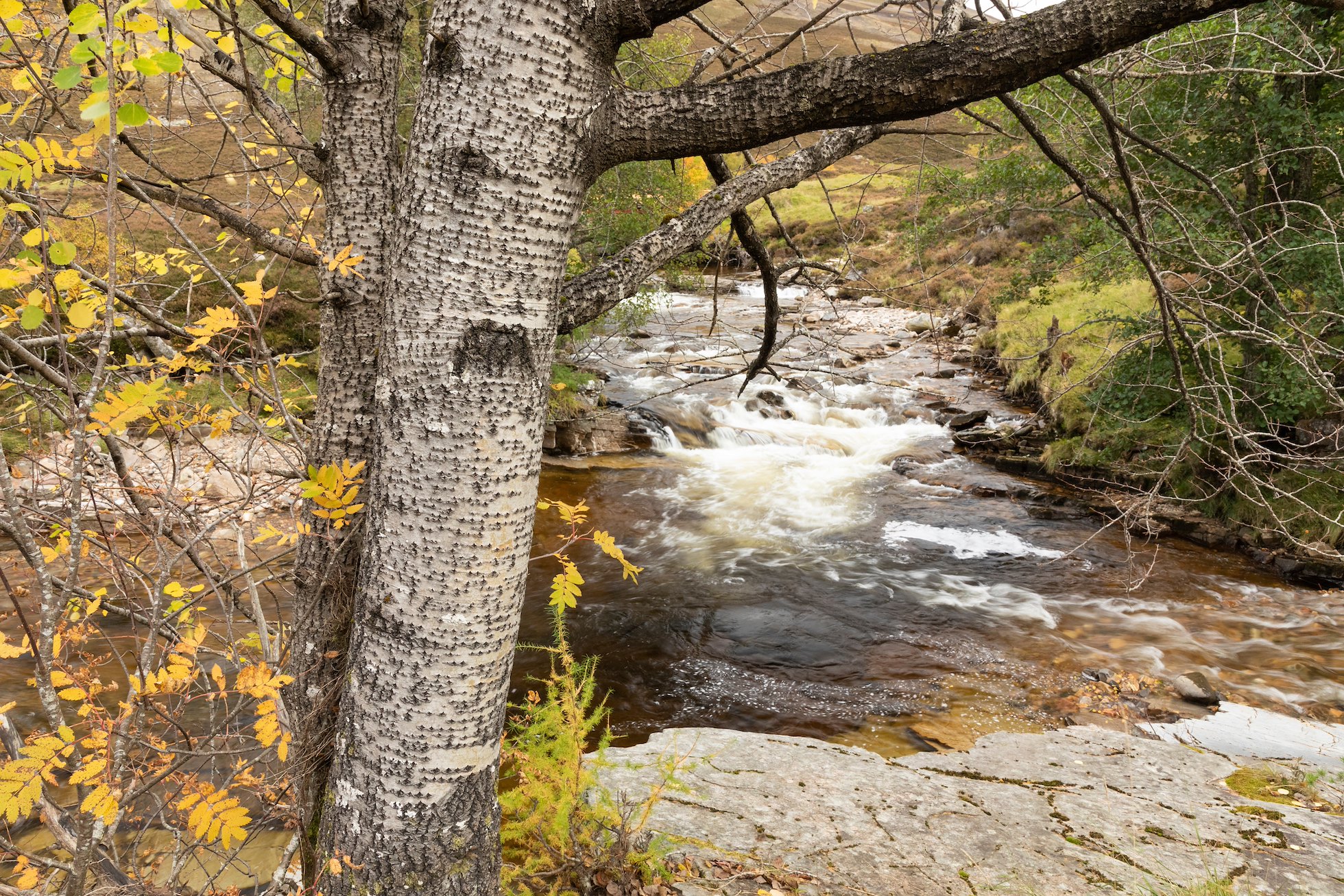 Aspen, Populus tremula, growing alongside the Ey Burn, Mar Lodge Estate, Braemar, Scotland