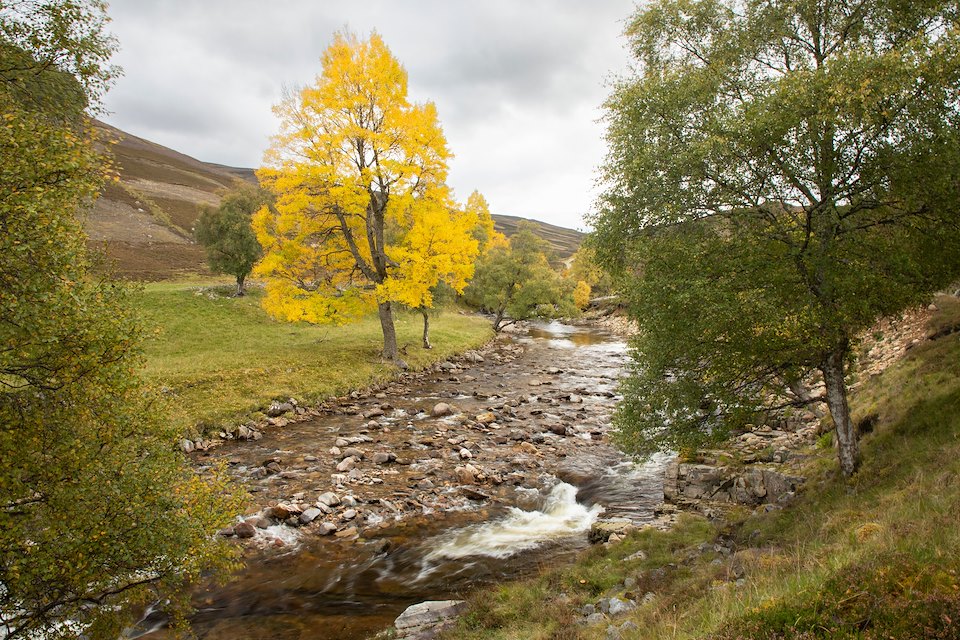 Aspen, Populus tremula, single tree showing yellow autumnal foliage growing alongside birch next to the Ey Burn, Glen Ey, Mar Lodge Estate, Braemar, Scotland