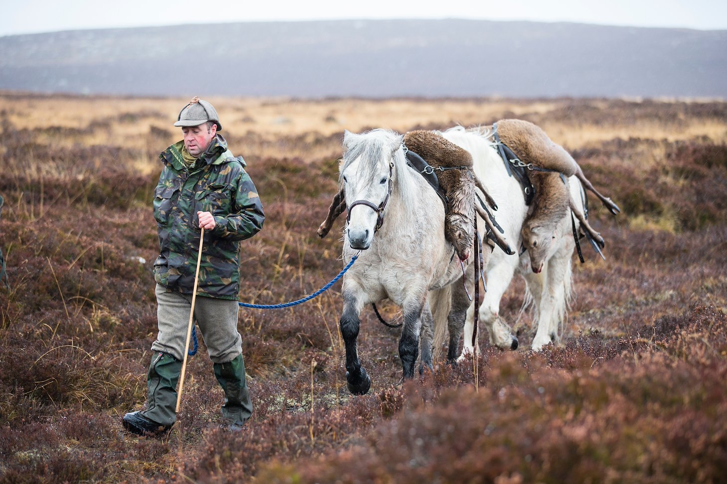 Traditional deer stalking using Highland ponies to carry deer carcass off hill, Scotland