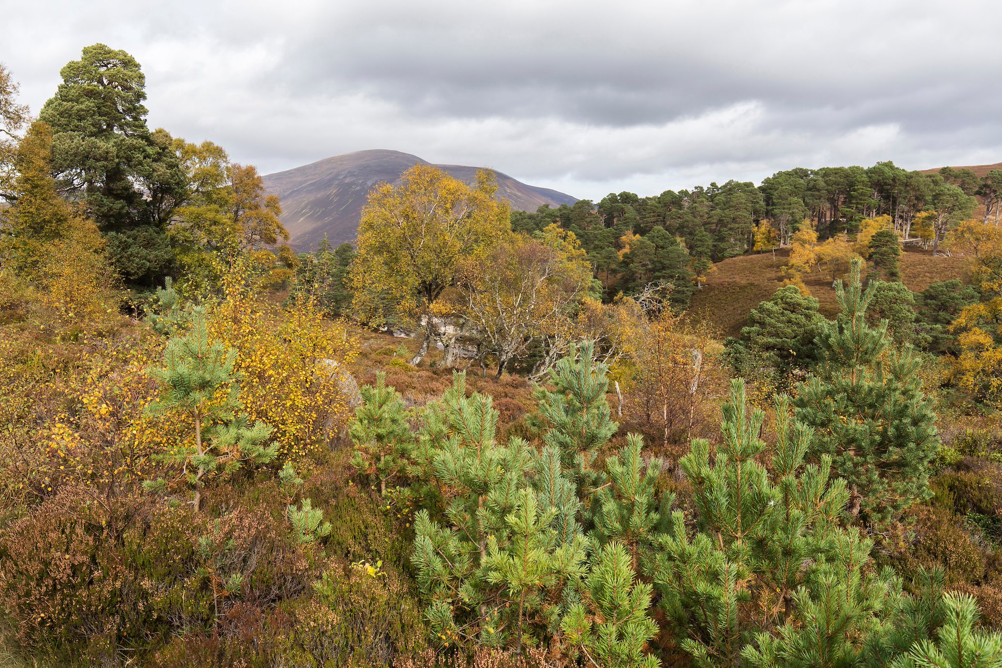 Naturally regenerating pine and birch saplings in Glen Quoich, Mar Lodge Estate, Scotland