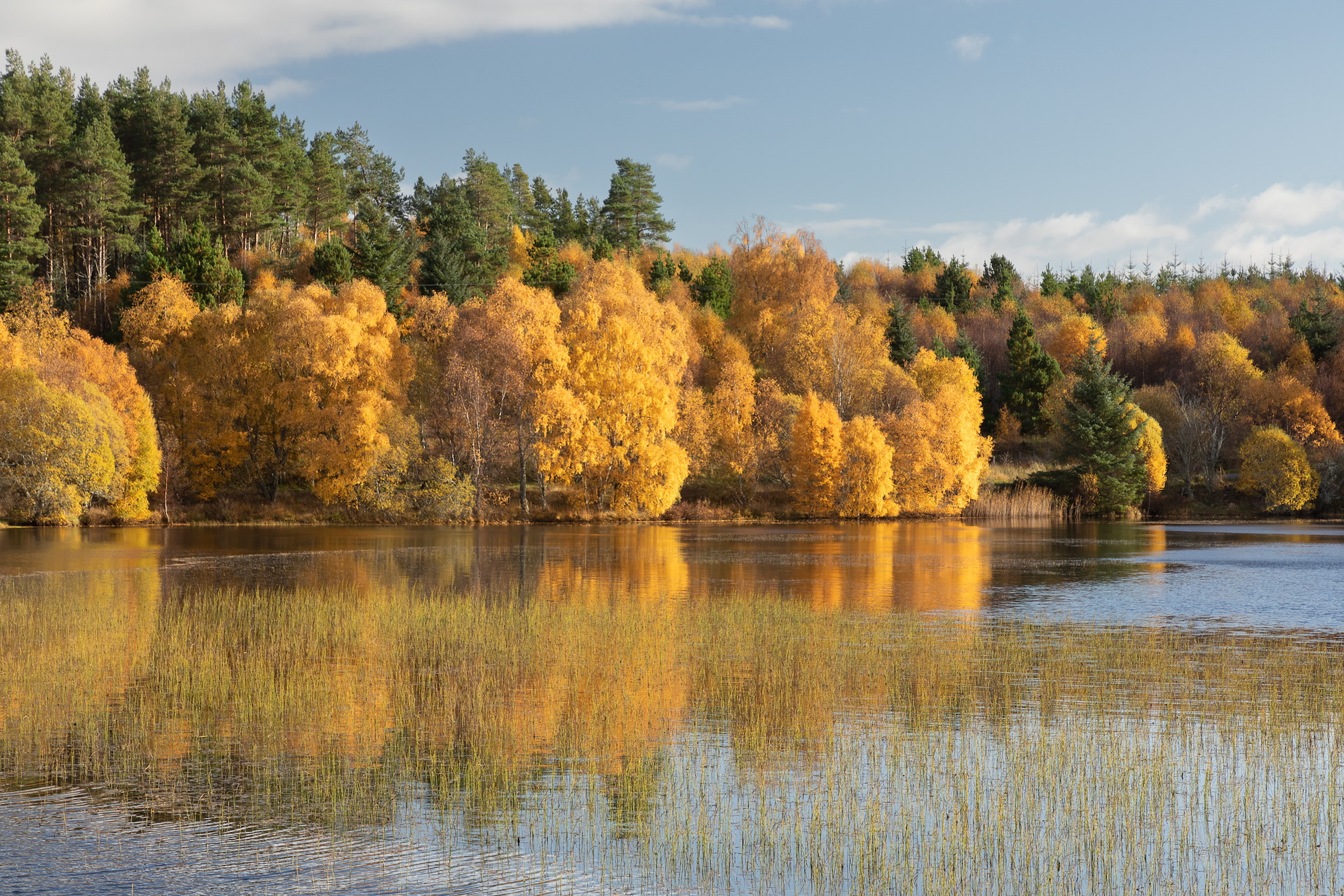 NRN PARTNER: Abriachan Forest Trust