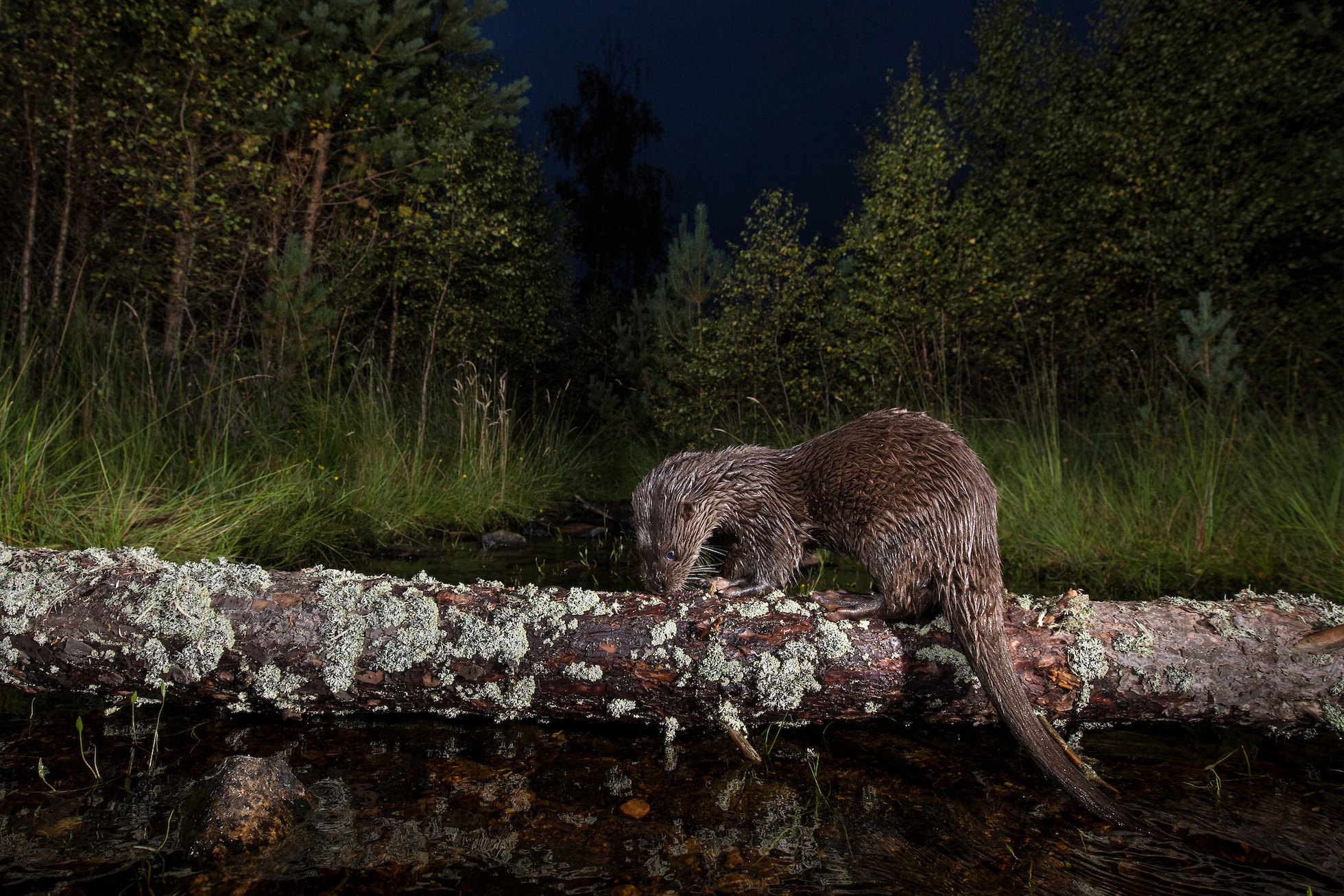 Eurasian otter (Lutra lutra) foraging in freshwater burn, Glenfeshie, Scotland.