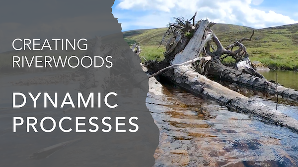 Dynamic processes