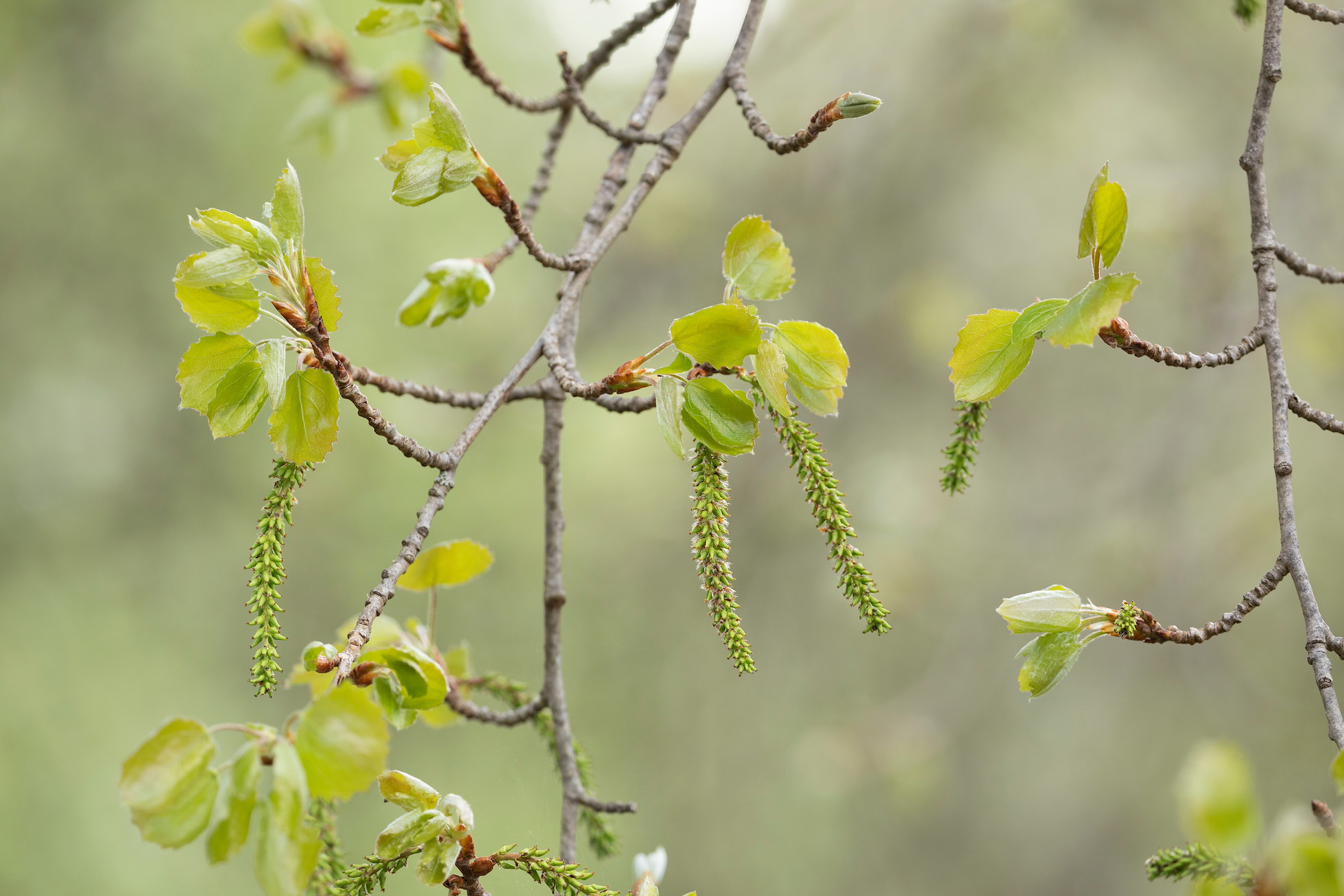 Aspen, Populus tremula, seed-bearing catkins in early spring, Cairngorms National Park
