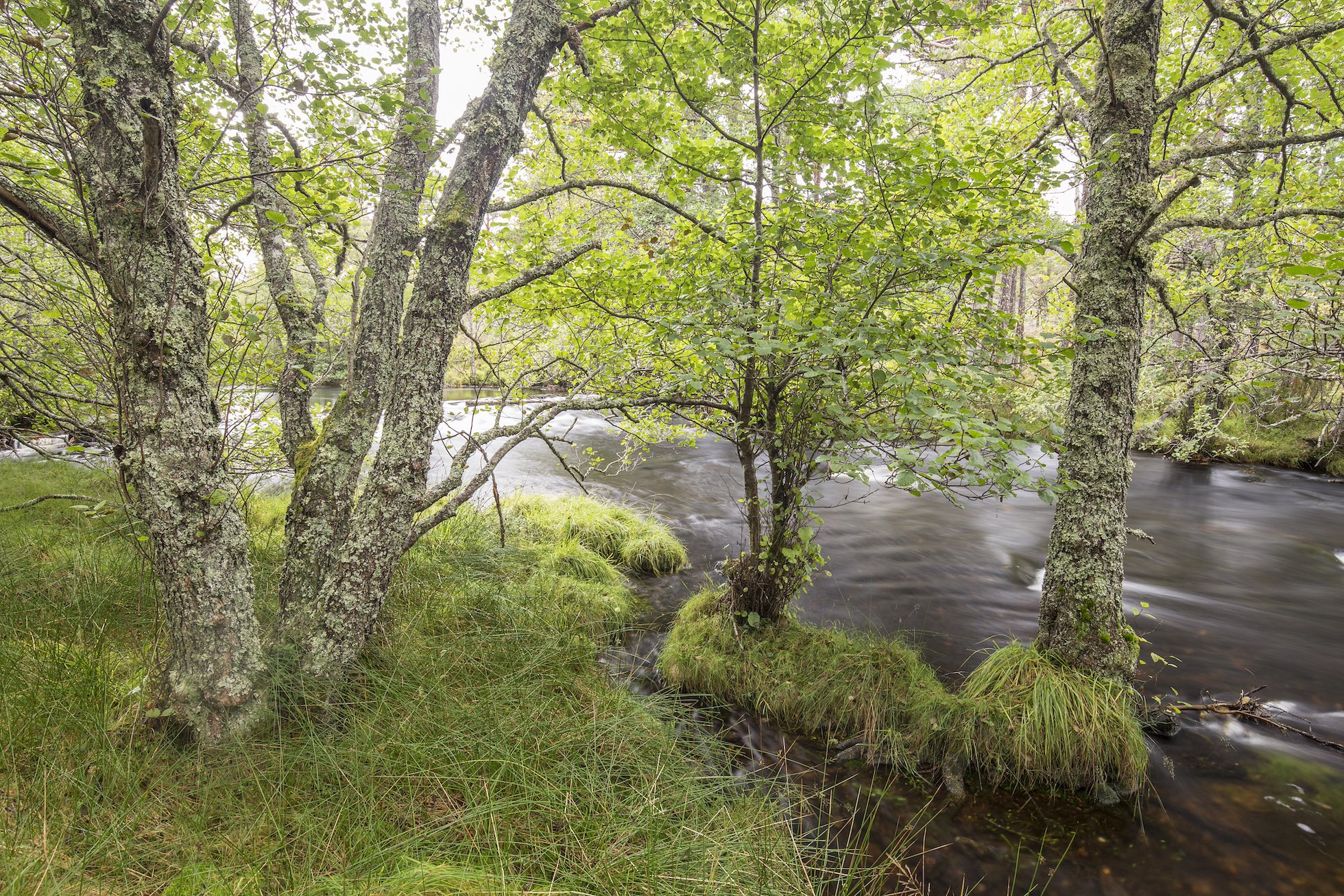 River Luineag and section of mixed natural woodland, Rothiemurchus, Cairngorms National Park, Scotland