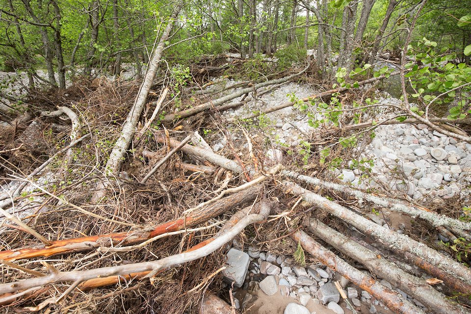 Section of River Feshie that has cut through forest forming gravel banks, tree debris and woodland pools, Cairngorms National Park, Scotland.