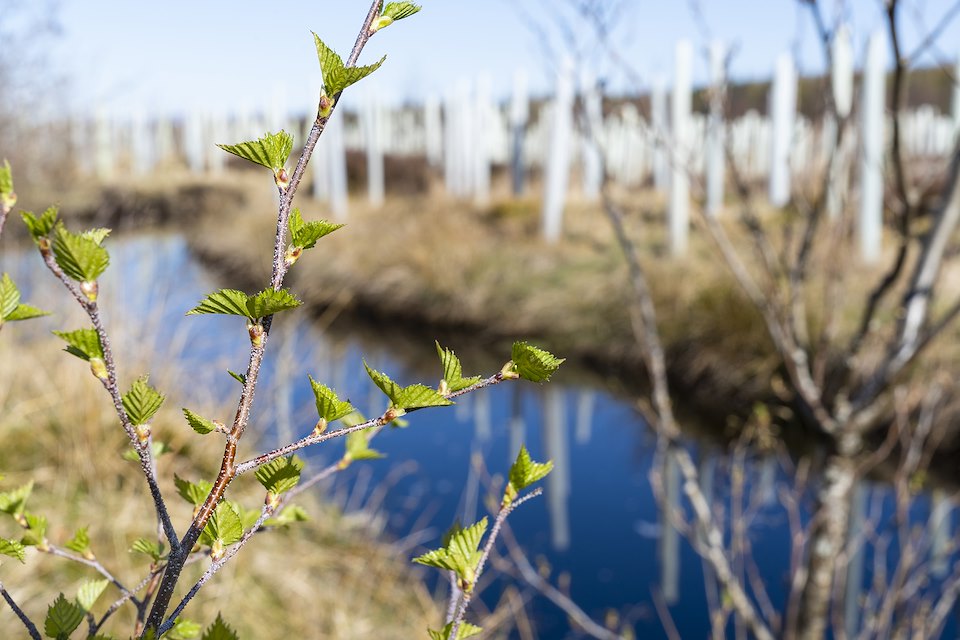 Riparian Planting