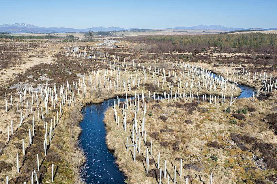 Riparian Planting