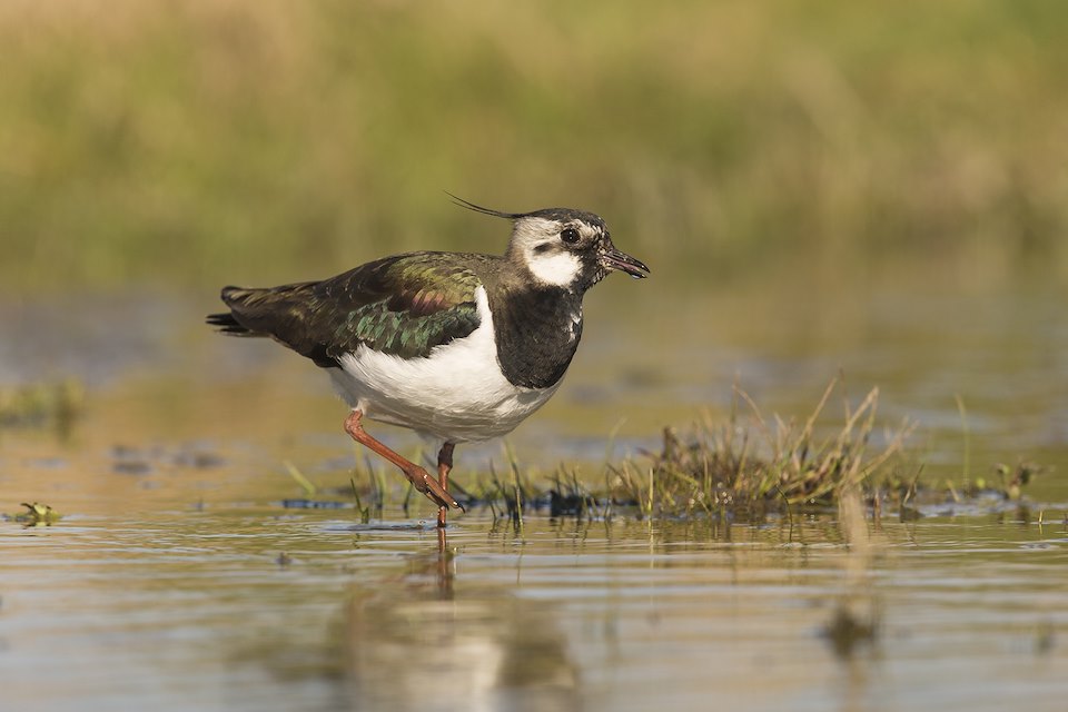 Lapwing (Vanellus vanellus) in wetland habitat