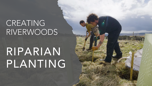 Riparian Planting