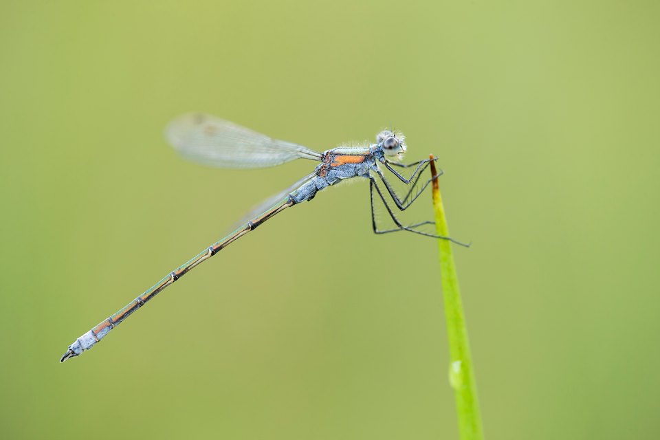 Emerald damselfly, Lestes sponsa, mature male perched, Scotland