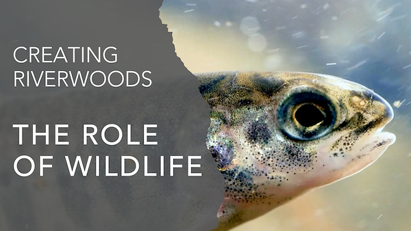 The role of wildlife