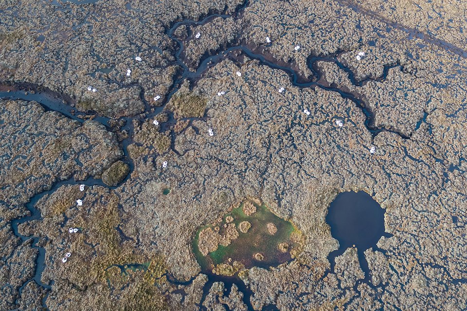 Peatland Restoration Peatland Restoration