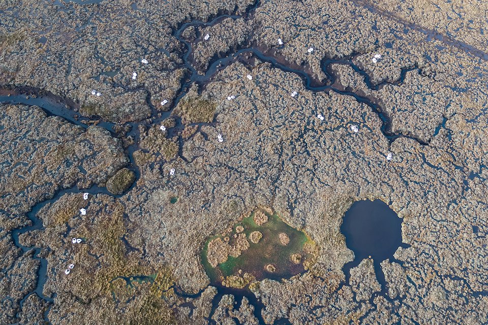 Peatland Restoration