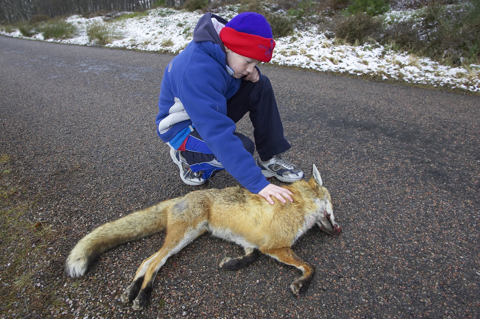 Red fox (vulpes vulpes) dead on road with child looking on, Scotland.