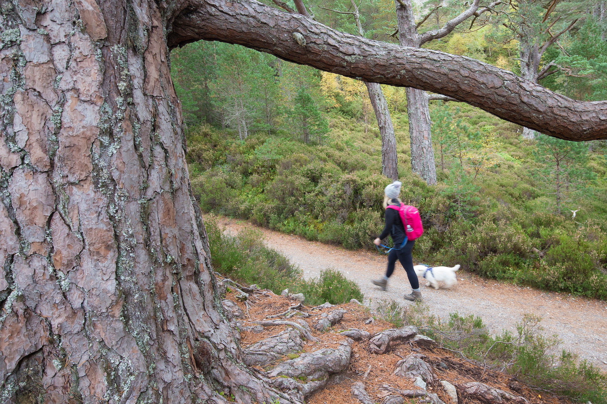 Woman walling dog through Glenmore Forest, Cairngorms, Scotland.