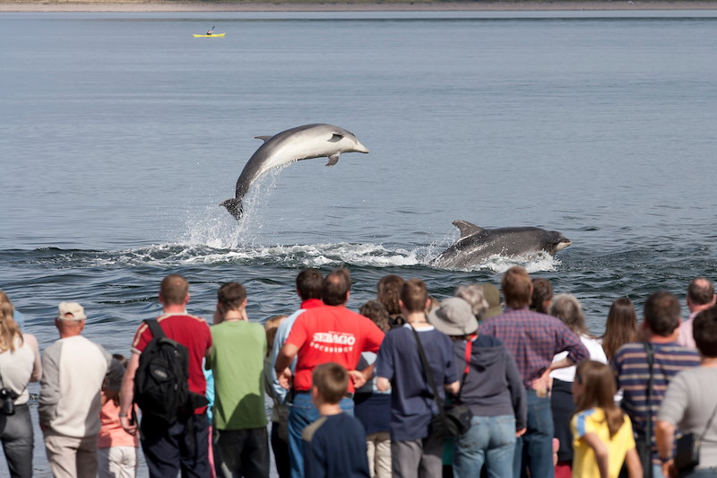 Bottlenose dolphins, Moray Firth/2020Vision