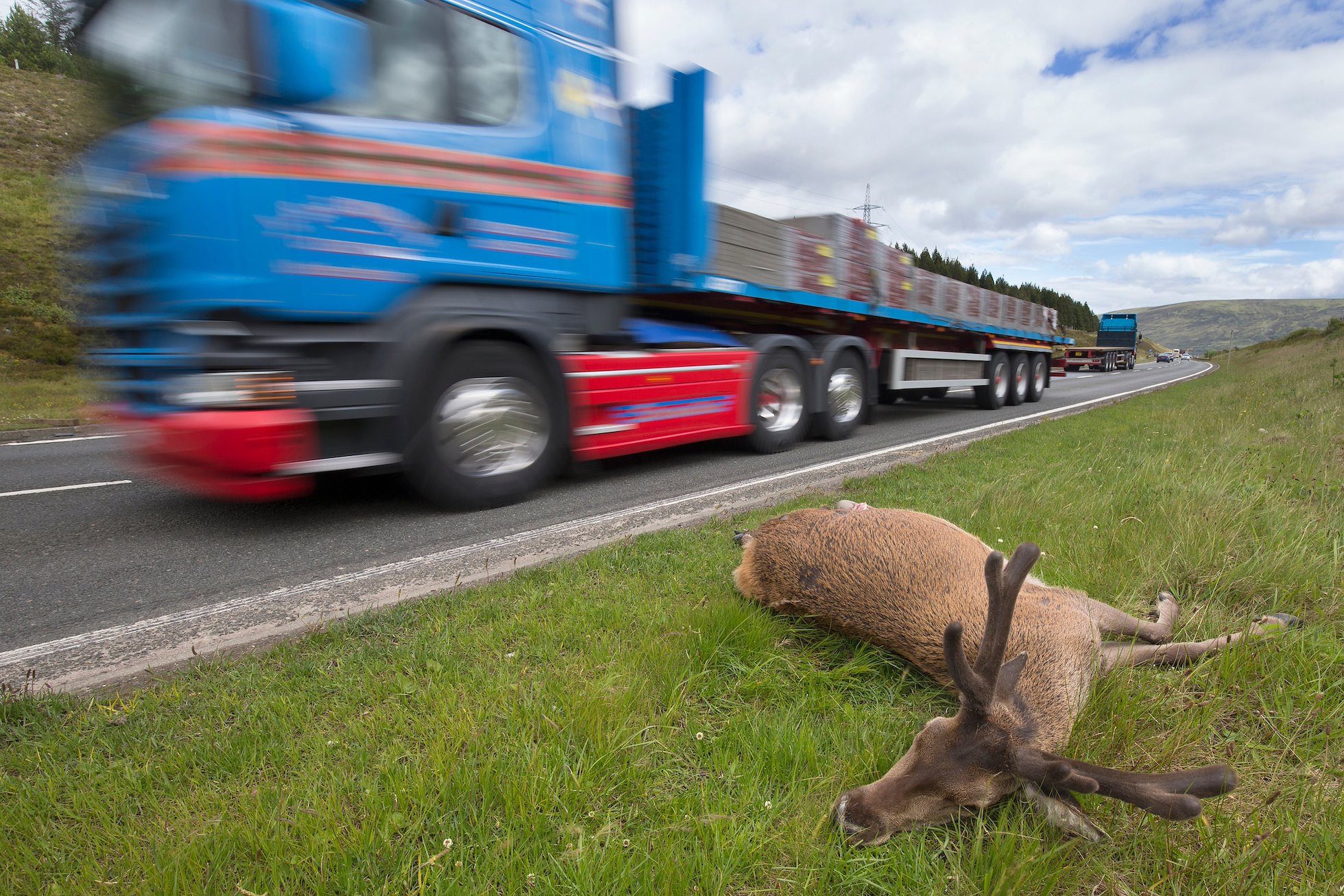 Dead red deer stag on side of A9 road, Drumochter Pass, Scotland.