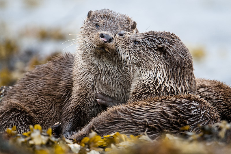 A cub grooms his sibling.