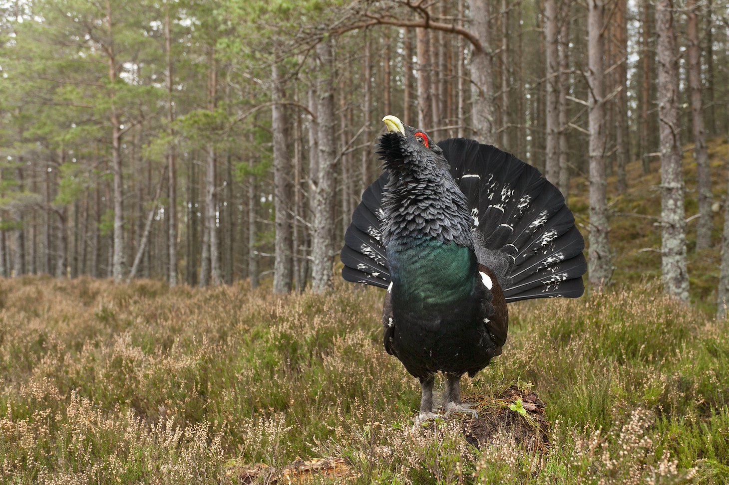 Capercaillie (Tetrao urogallus) adult male displaying in pine wodland, Cairngorms National Park, Scotland, UK