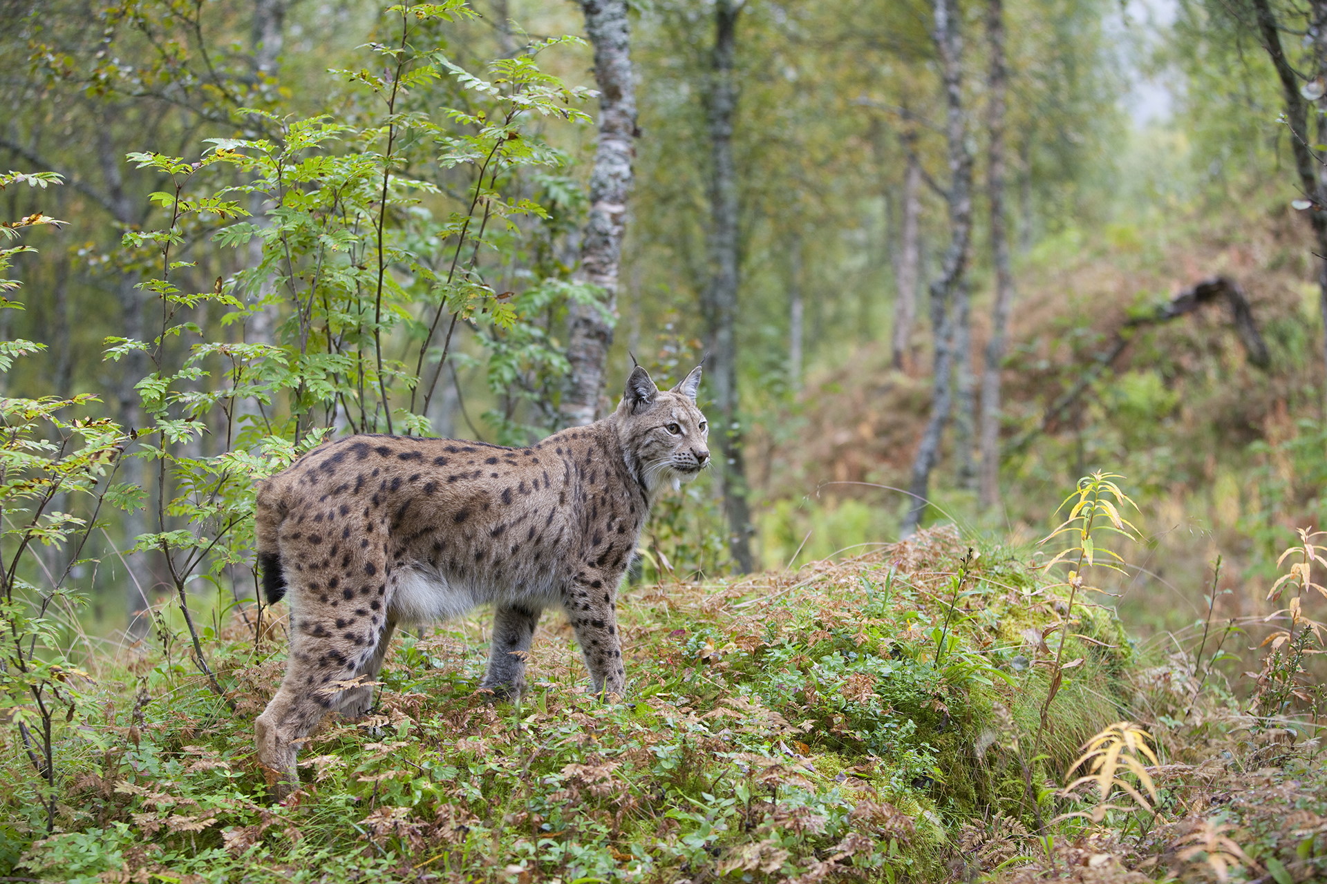 In the Footsteps of Lynx - Rewilding Retreat - Rewilding Learning Day