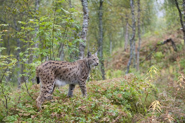 IN THE FOOTSTEPS OF LYNX