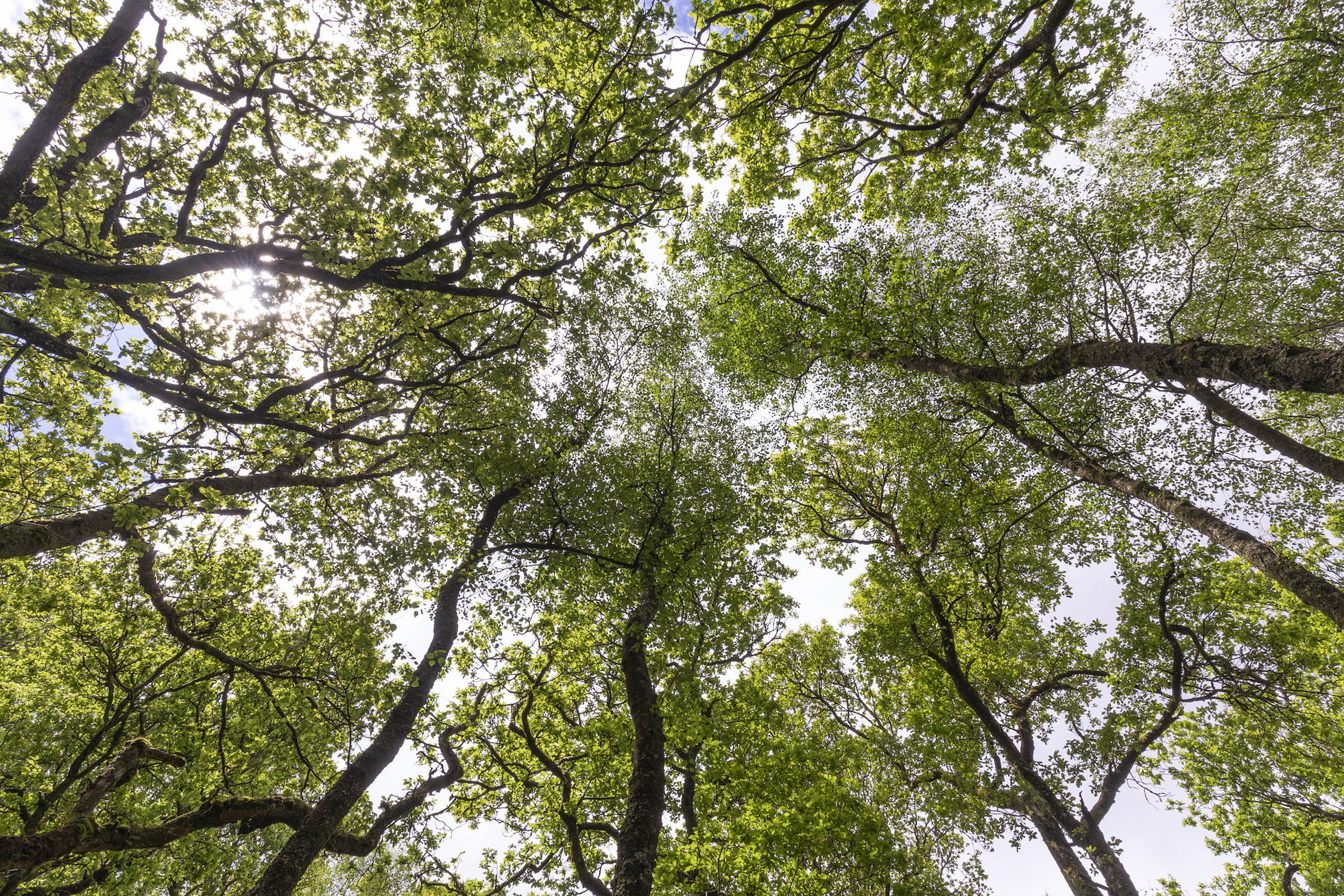 NRN PARTNER: Auchyle Wood NRN PARTNER: Auchyle Wood