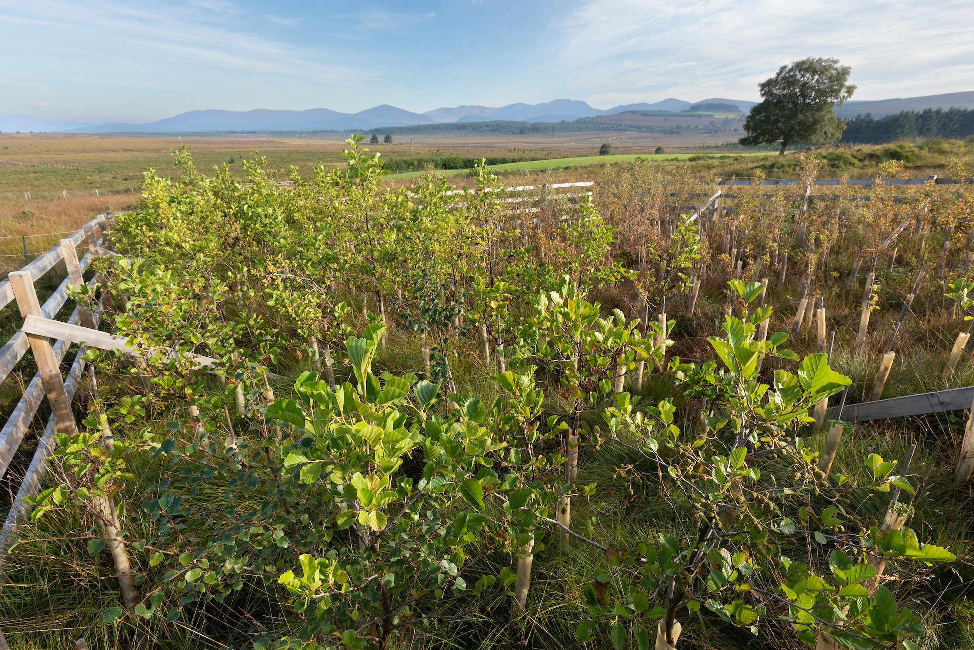 All About Trees - Rewilding Retreat - Rewilding Learning Day