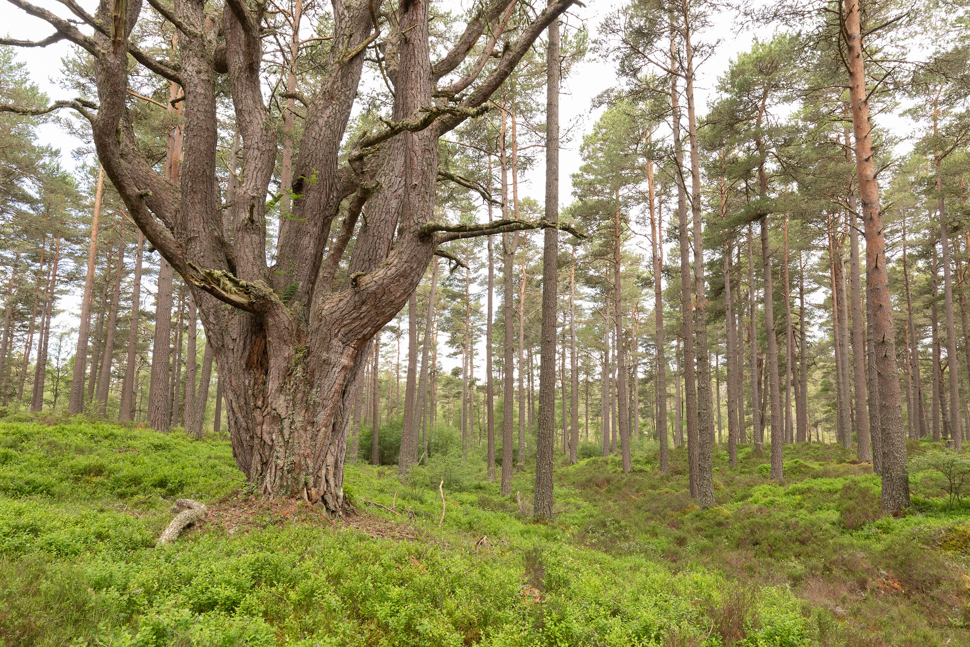 NRN PARTNER: Anagach Woods Trust NRN PARTNER: Anagach Woods Trust