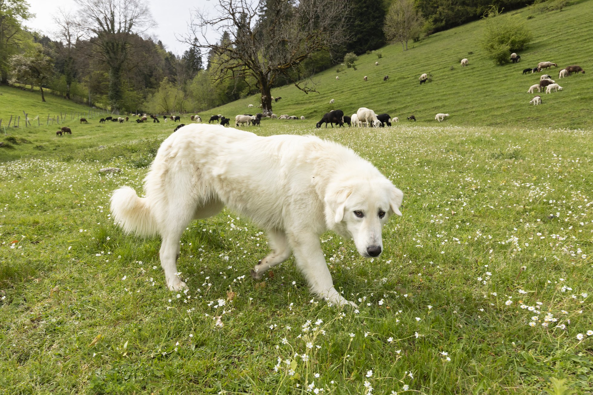 Livestock guarding dog protecting sheep on a hill farm in the Jura, Switzerland, May 2024