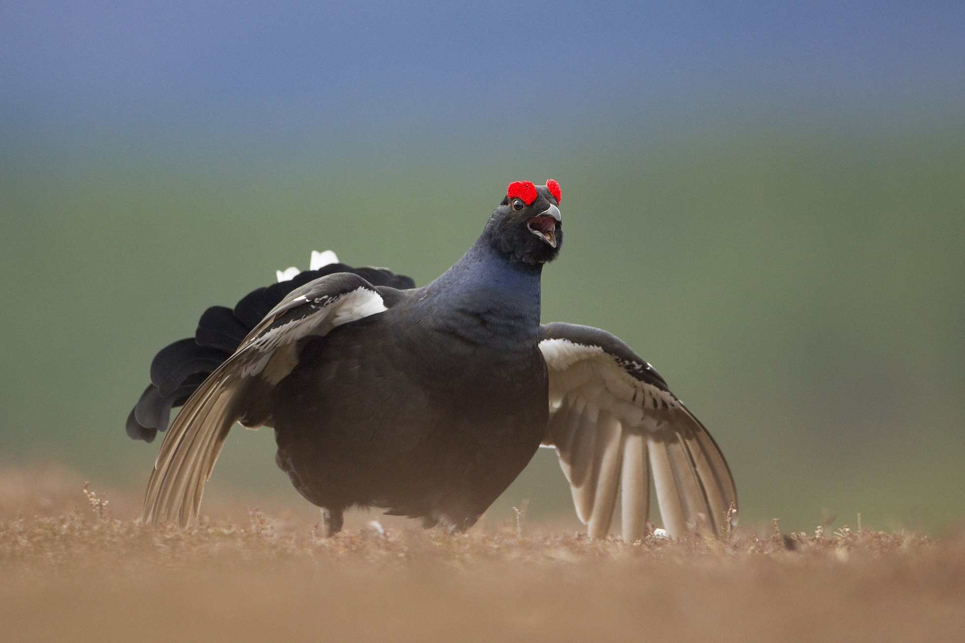 Black grouse Tetrao tetrix, male displaying at lek, Scotland, April