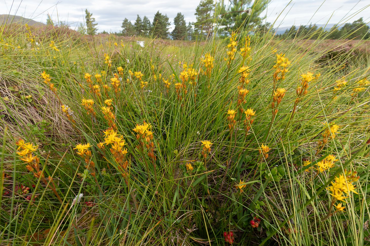 Bog asphodel (Narthecium ossifragum) in flower in bog peatland at Lynamer, a Northwoods Rewilding Network land partner, Cairngorms National Park, Scotland, July 2024