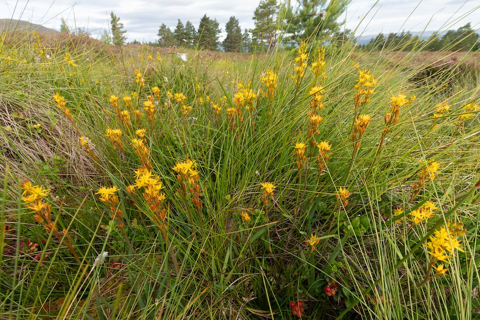 Bog asphodel (Narthecium ossifragum) in flower in bog peatland at Lynamer, a Northwoods Rewilding Network land partner, Cairngorms National Park, Scotland, July 2024