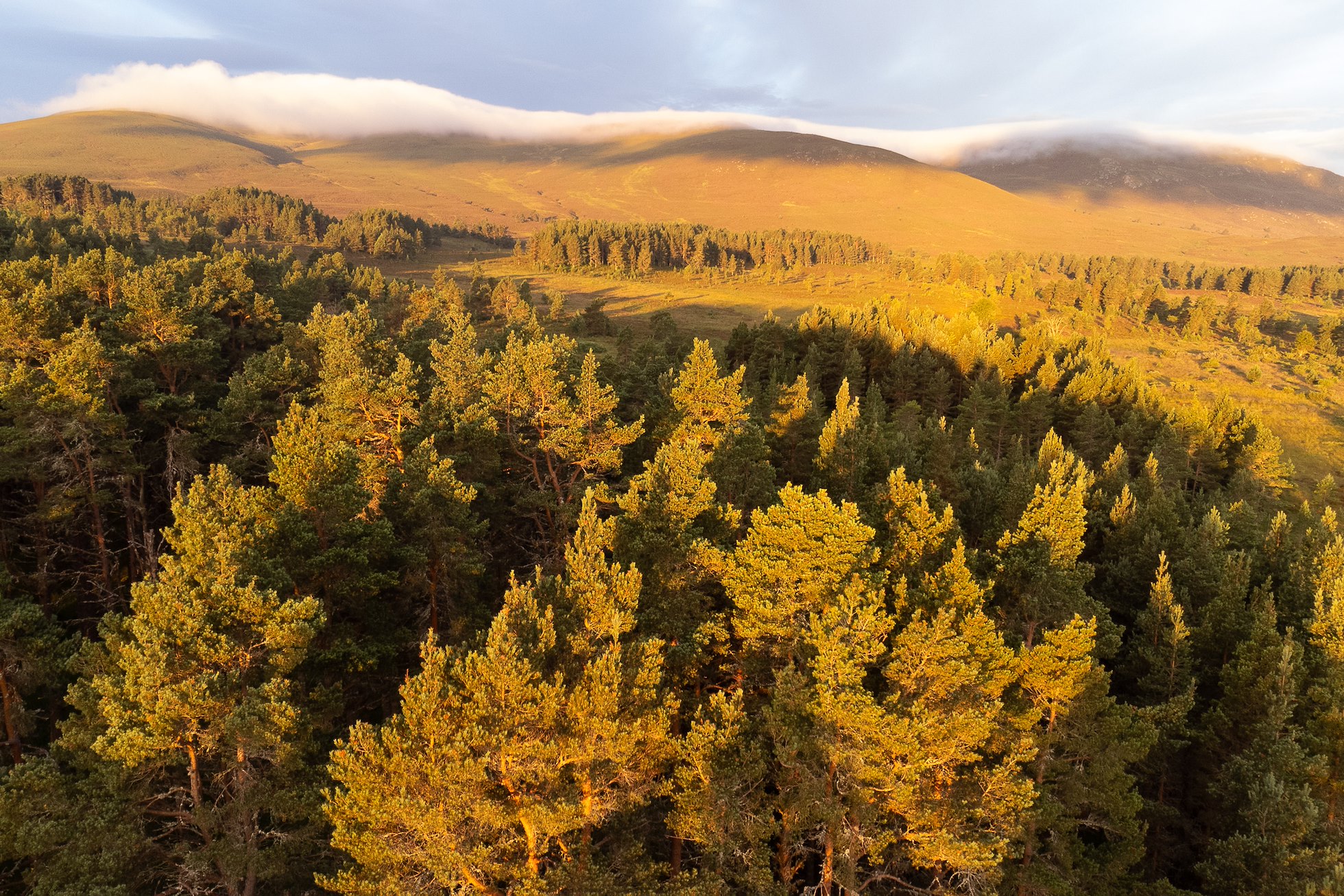Aerial view of pine woodland and bog peatland with mist-shrouded hills in the background, Lynamer, a Northwoods Rewilding Network land partner, Cairngorms National Park, Scotland, July 2024 (Taken shortly after sunrise from drone)