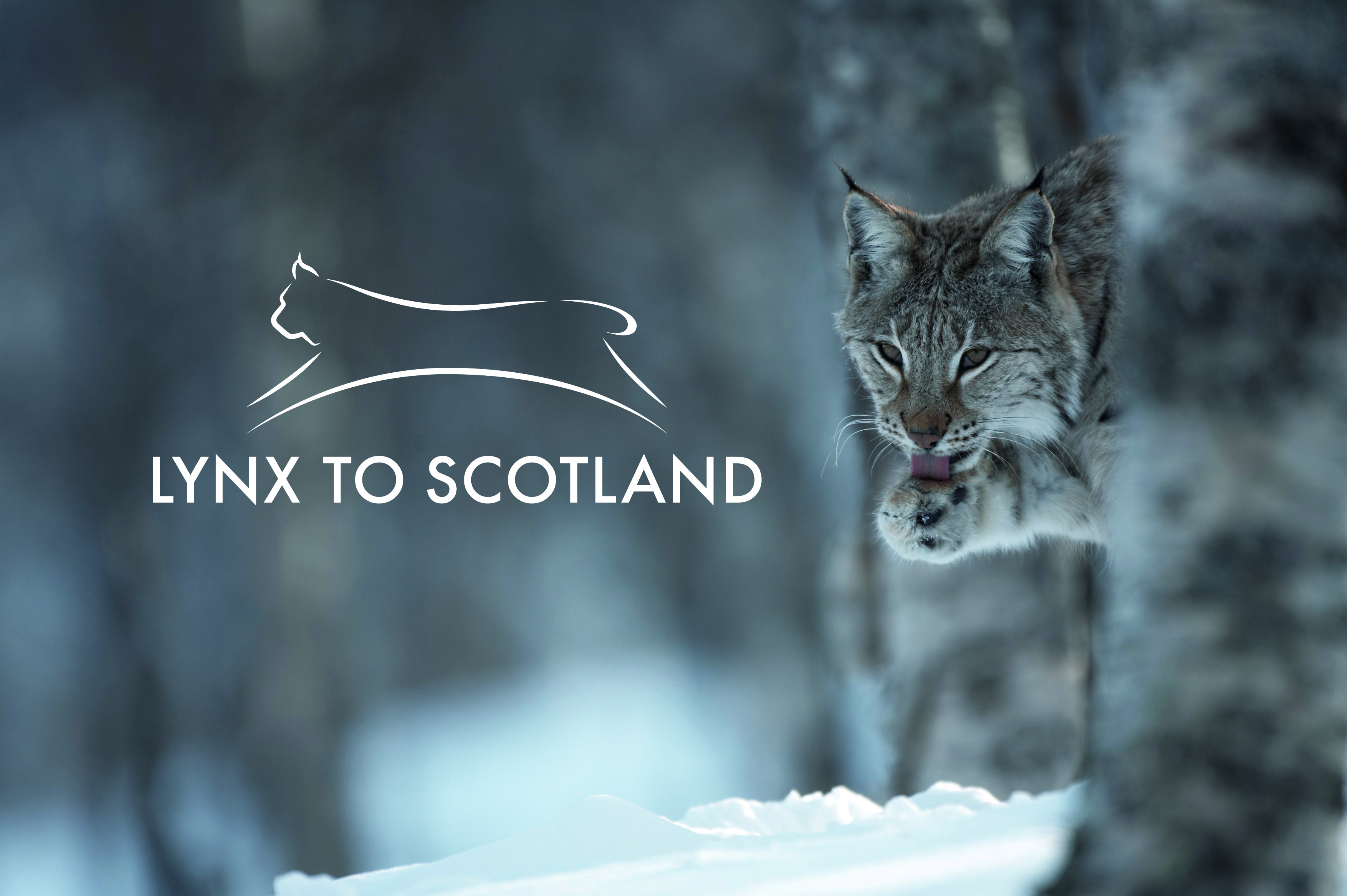 Lynx to Scotland