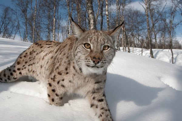 COMMITTING MORE LAND AND WATER TO REWILDING COMMITTING MORE LAND AND WATER TO REWILDING