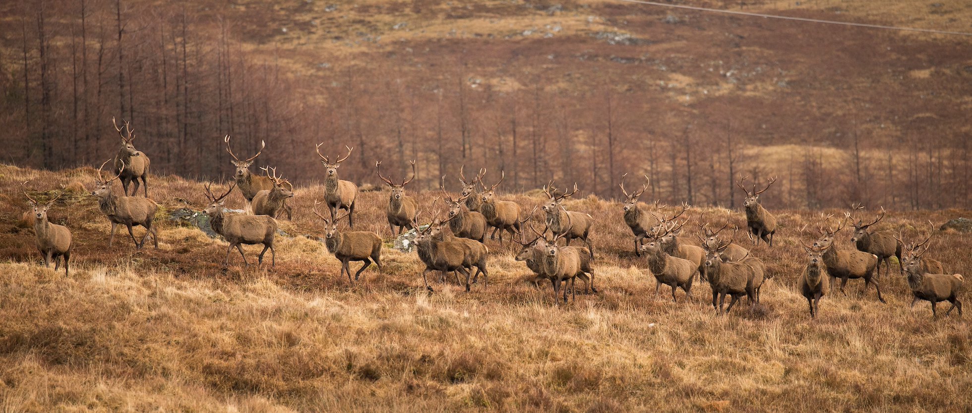 Red Deer (Cervus elaphus) group of stags  running across moorland