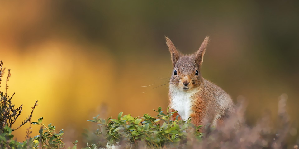 making rewilding happen for nature, climate and people WATCH OUR FILM