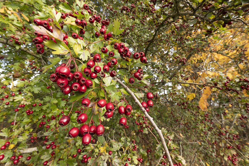 Hawthorn berries in hedgerow, Black Isle Brewery, Munlochy, October 2024