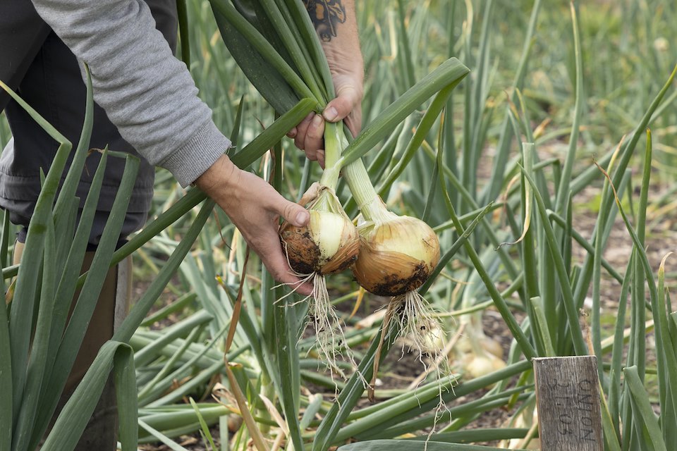 Volunteer harvesting onions in organic garden, Black Isle Brewery, Munlochy