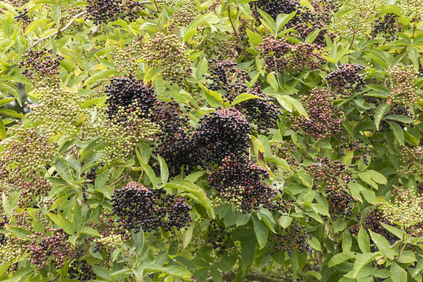 Elderberry ripening in late summer,  Black Isle Brewery, Munlochy
