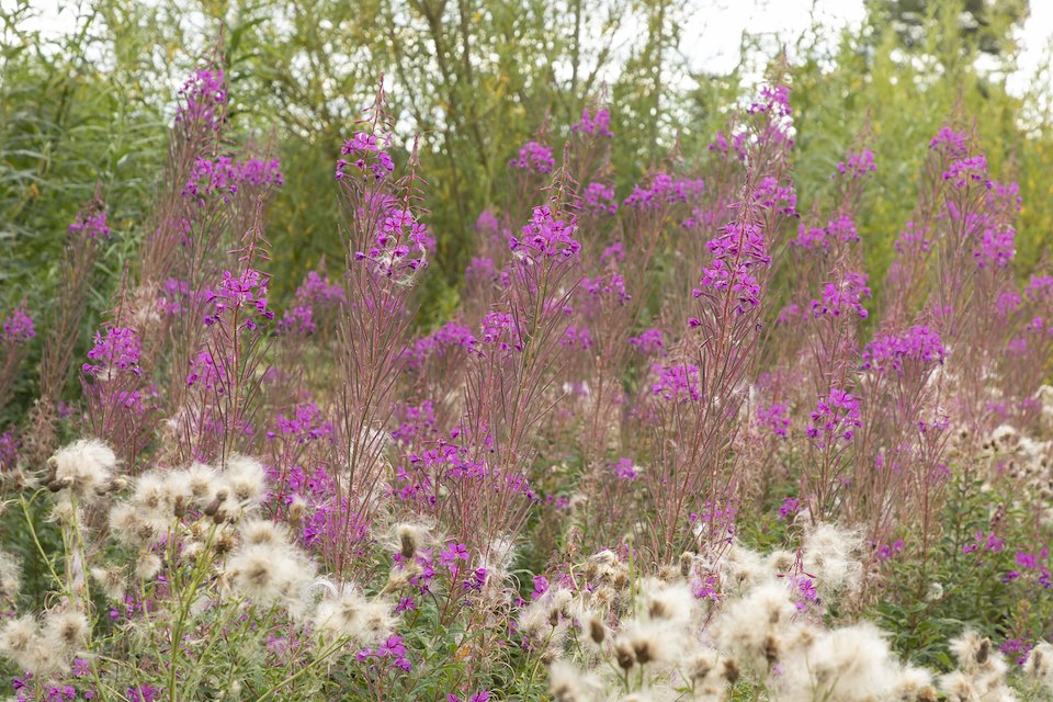 Rosebay willowherb,  Black Isle Brewery, Munlochy