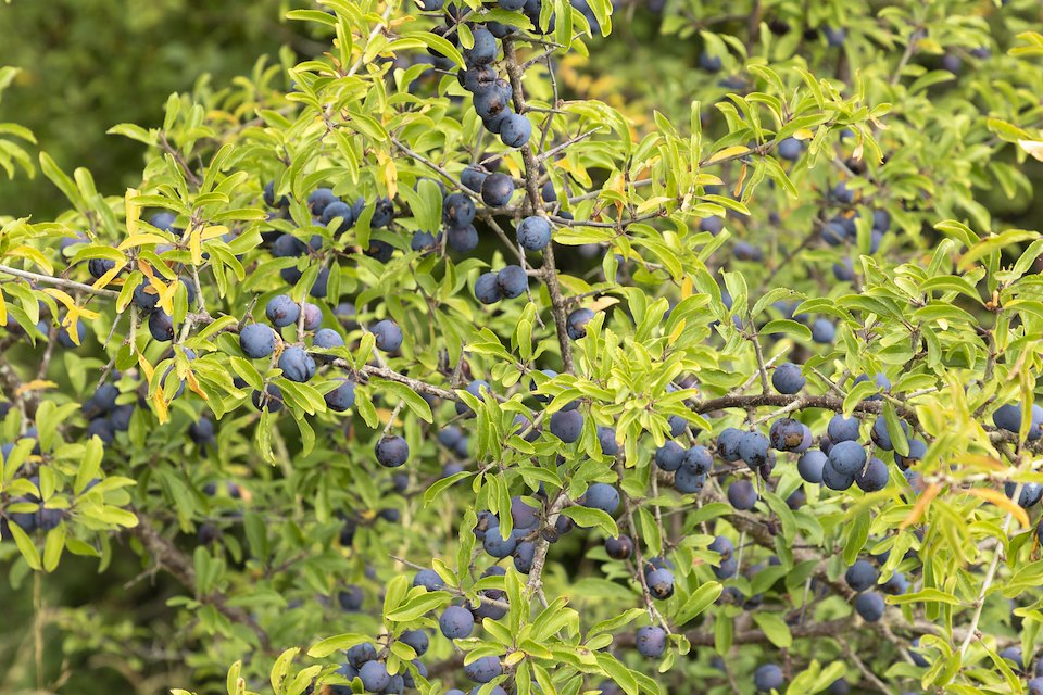 Sloes on blackthorn,  Black Isle Brewery, Munlochy