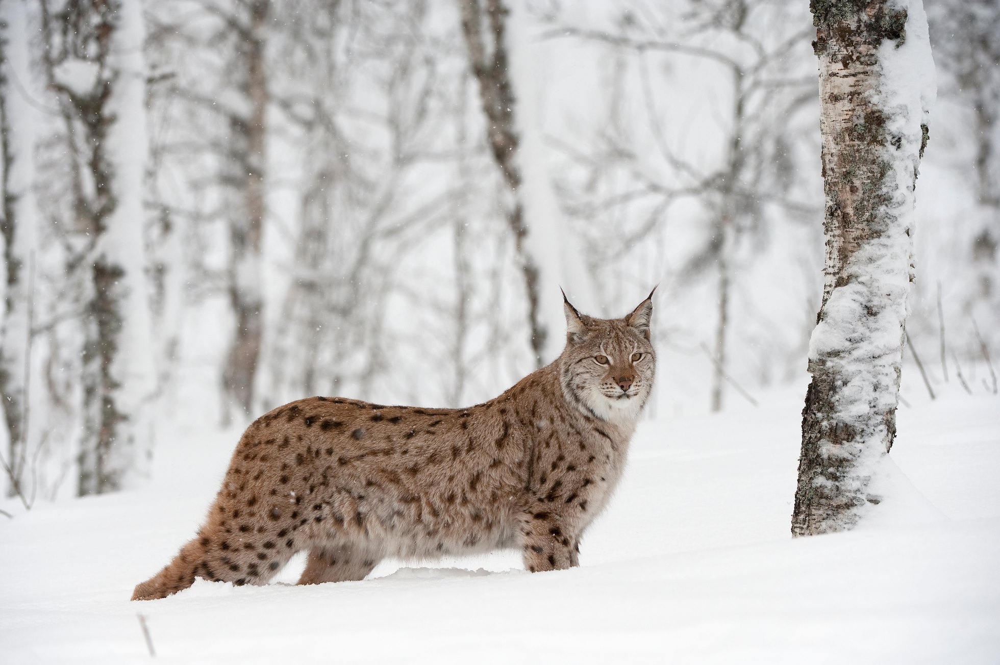 European Lynx (Lynx lynx) female in birch wood in winter (taken in controlled conditions). Norway. March 2009.