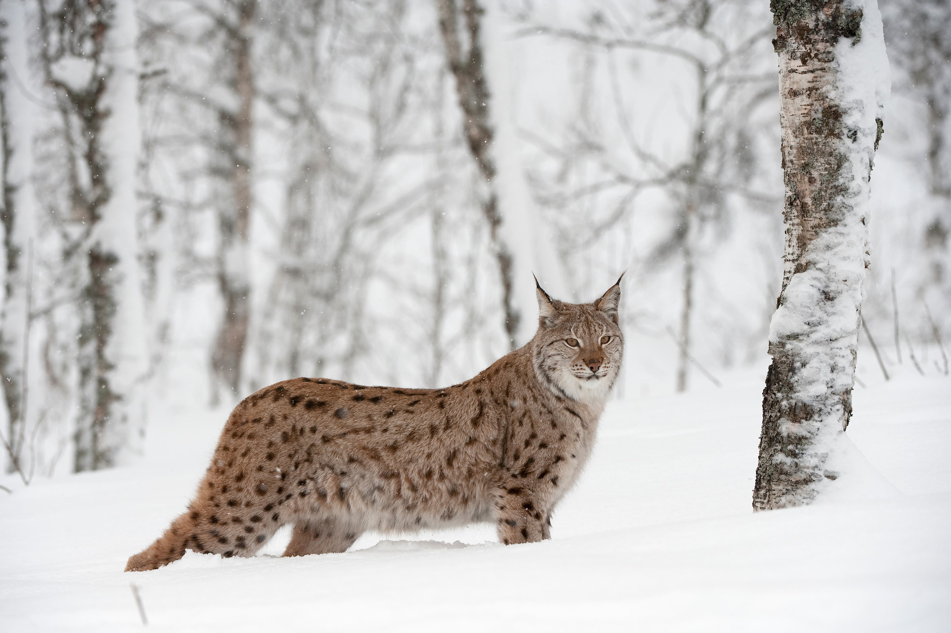 European Lynx (Lynx lynx) female in birch wood in winter (taken in controlled conditions). Norway. March 2009.