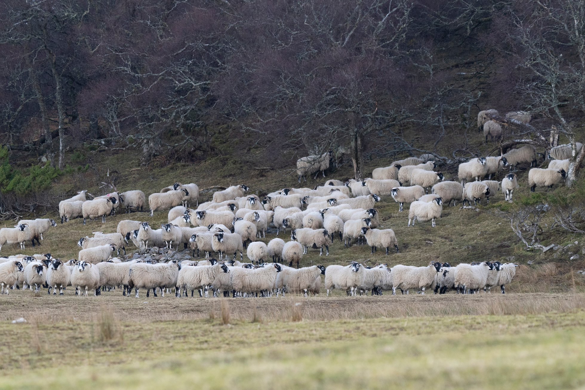 Large flock of sheep grazing within woodland preventing any natural regeneration, Inverness-shire, Scotland, February 2023