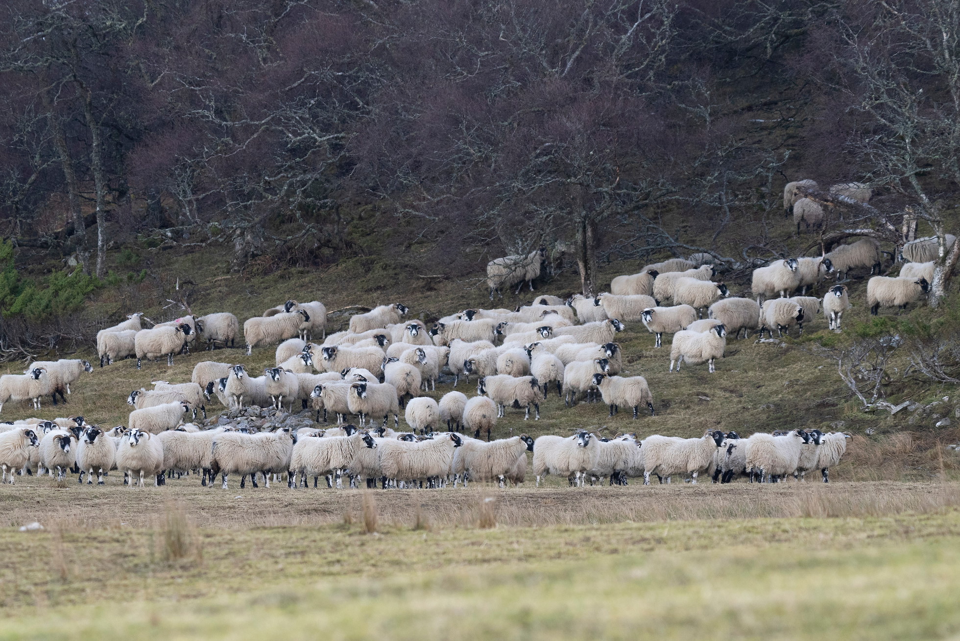 Large flock of sheep grazing within woodland preventing any natural regeneration, Inverness-shire, Scotland, February 2023