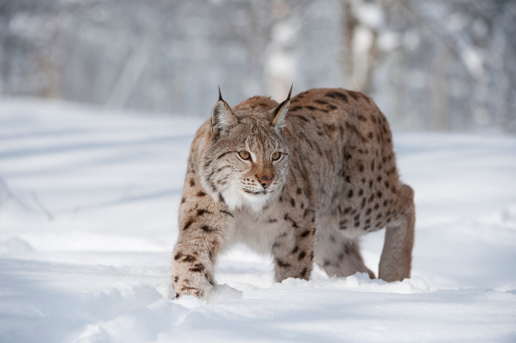 European Lynx (Lynx lynx) female walking through deep snow (taken in controlled conditions). Norway. March 2009.
