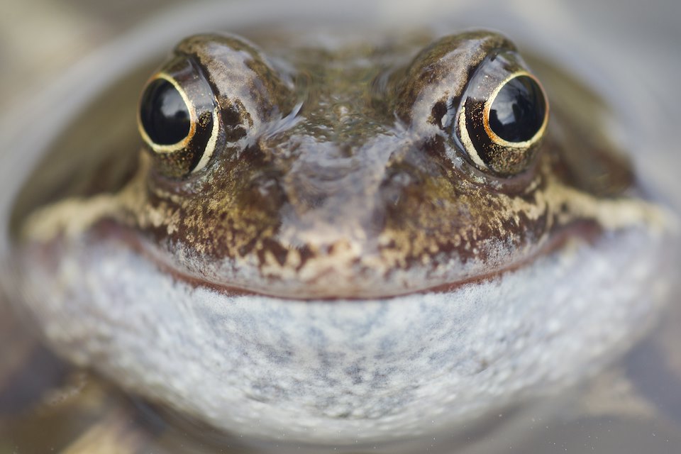Common frog (Rana temporaria) male calling, in garden pond in spring, Warwickshire, UK